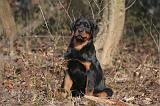 ROTTWEILER 494